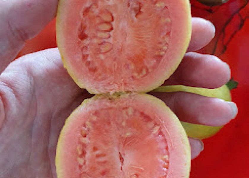Persimmon Fruit Tree 200mm pot 7