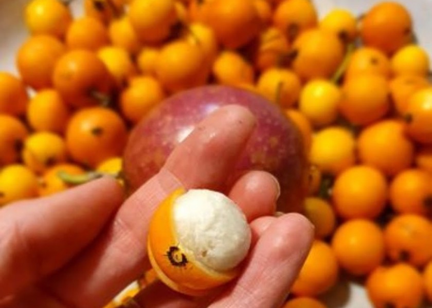 Persimmon Fruit Tree 200mm pot 8