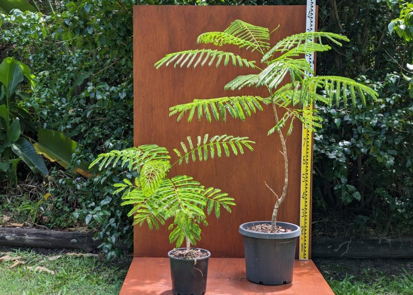 Poinciana Tree 1