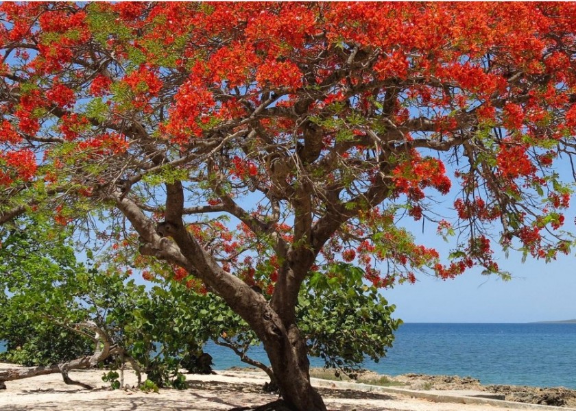 Poinciana Tree 2