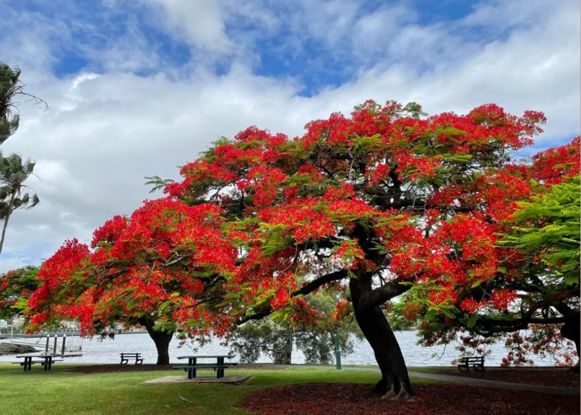 Poinciana Tree 3