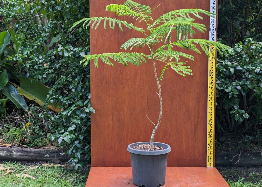 Poinciana Tree 4