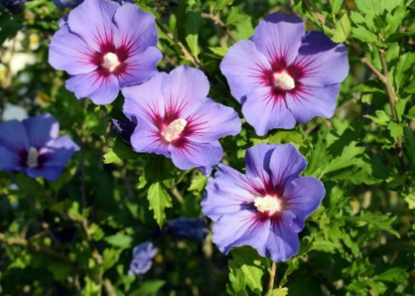Rose of Sharon 300mm 1