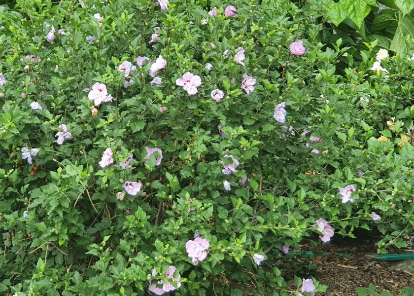 Rose of Sharon 300mm 4