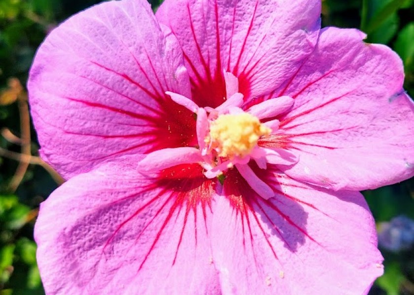 Rose of Sharon 300mm 3