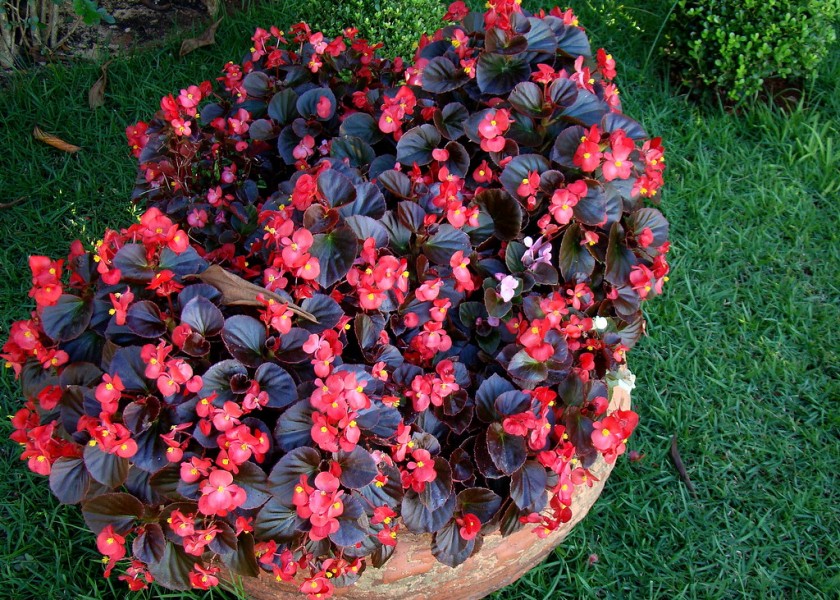 Wax Begonia 1