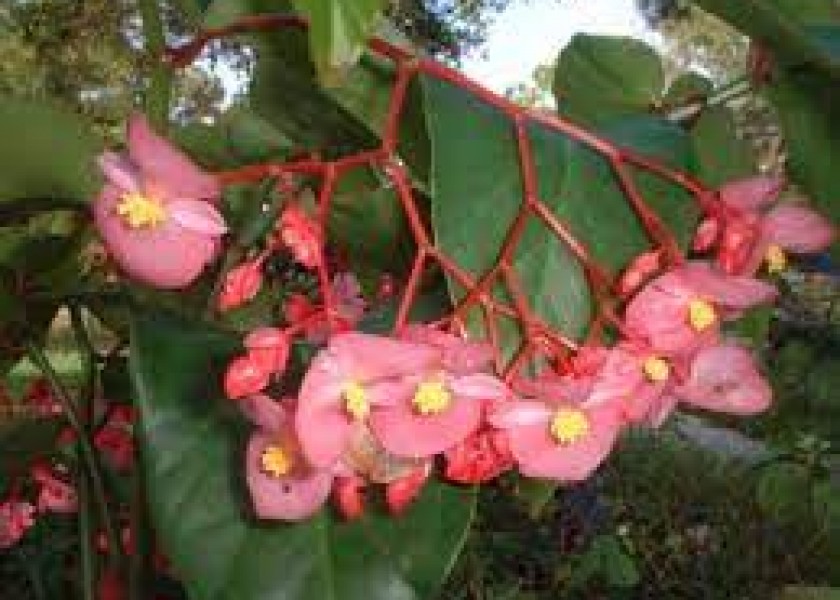 Wax Begonia 2